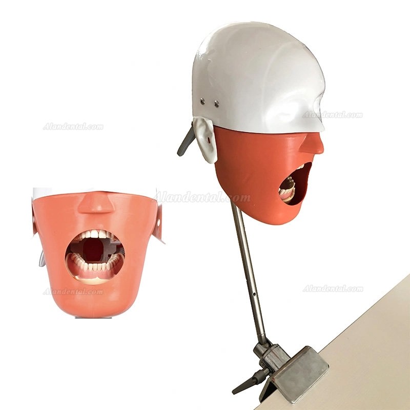 Dental Training Manikin Phantom Head Bench Mount Dental Simulators